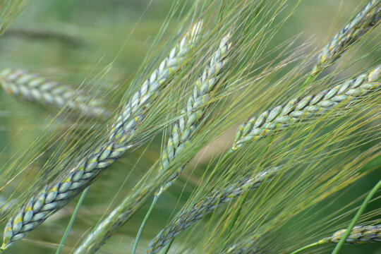 Triticum urata,   Getreide