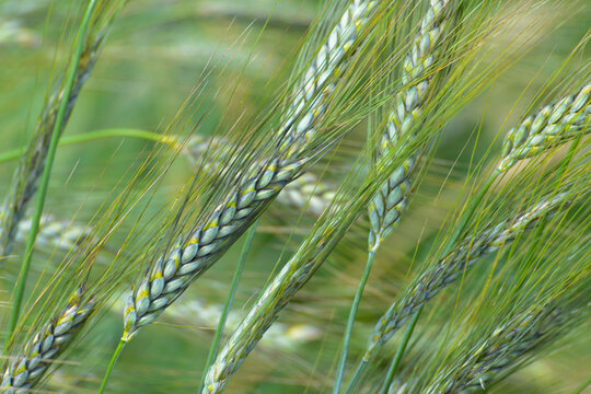 Triticum urata,   Getreide