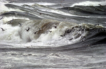 Seagulls dancing on the wind in front of breaking waves