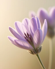 Obraz premium lavender flower blooming in the morning, created by generative AI