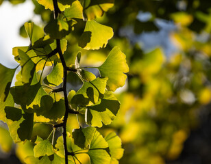 ginkgo leaves in the forest