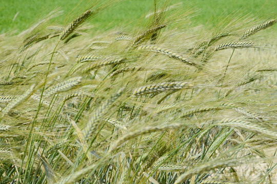 Triticum macha,   Getreide