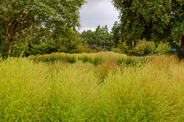 初秋のコキアが広がる緑の風景