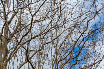 冬空に伸びる裸木の枝