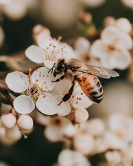 Close-up of a honey bee on black hawthorn flowers in springtime
