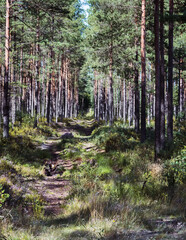 An empty, partially overgrown road in a pine forest, grass, blueberry bushes, the play of light and shadows between the trees on the ground.
