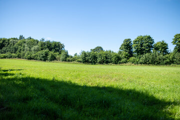 green nature and blue sy