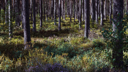 Close-up of pine forest tree trunks, background with straight brown trunks, branches with green needles in upper part, sunlit.