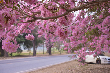 Pink Trumpet trees in full bloom at Kasetsart University (Kamphaeng San) Nakhon Pathom, Thailand.