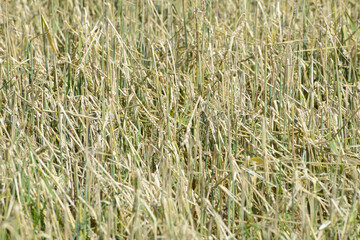 Hagelschaden an Winterweizen