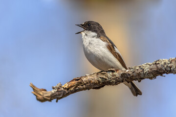 European Pied Flycatcher singing at nesting site
