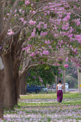 Pink Trumpet trees in full bloom at Kasetsart University (Kamphaeng San) Nakhon Pathom, Thailand.