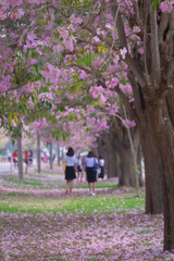 Pink Trumpet trees in full bloom at Kasetsart University (Kamphaeng San) Nakhon Pathom, Thailand.
