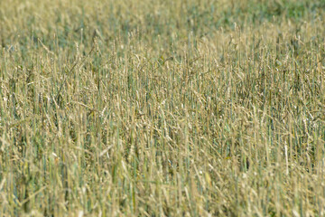 Hagelschaden an Winterweizen