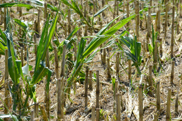 Hagelschaden an  Mais