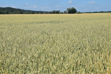 Hagelschaden an Winterweizen