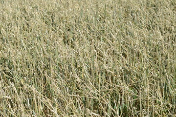 Hagelschaden an Winterweizen