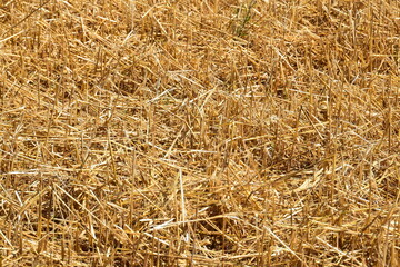 Hagelschaden an Wintergerste