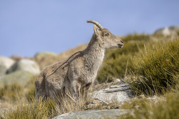 Spanish Ibex female animal in Gredos Mountains