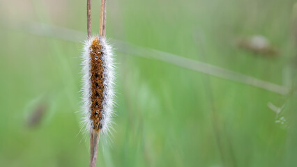 hairy caterpillar with morning dewdrops