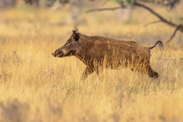 Wild boar in natural habitat on Veluwe