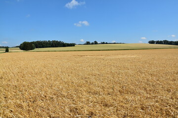 Hagelschaden an Wintergerste