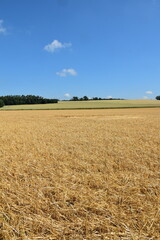 Hagelschaden an Wintergerste