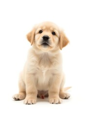 golden retriever puppy isolated on white