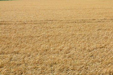 Hagelschaden an Wintergerste