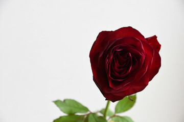 赤い薔薇
