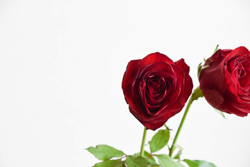 赤い薔薇