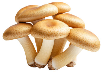 PNG Honey mushrooms isolated on white background