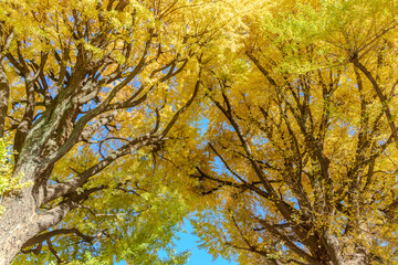 青空を背景にした、黄葉したイチョウの樹の並木