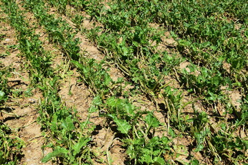 Hagelschaden an Zuckerr&uuml;ben