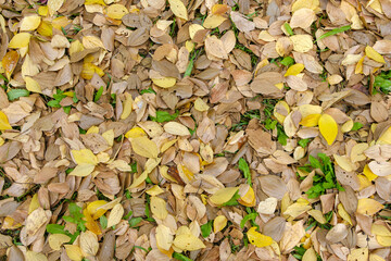 秋の落ち葉が敷き詰められた地面