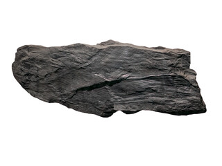  plant  fossil isolated on white © wlad074