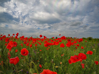 Red poppies blooming in full season. Field of colorful flowers known as Papaver rhoeas.