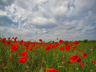 Red poppies blooming in full season. Field of colorful flowers known as Papaver rhoeas.
