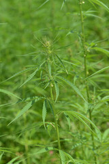 Kulturhanf,  Hanf, Cannabaceae, Cannabis sativa