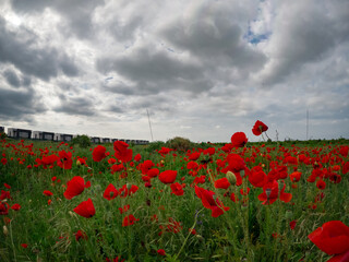 Red poppies blooming in full season. Field of colorful flowers known as Papaver rhoeas.