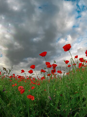 Obraz premium Red poppies blooming in full season. Field of colorful flowers known as Papaver rhoeas.