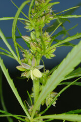 Kulturhanf,  Hanf, Cannabaceae, Cannabis sativa