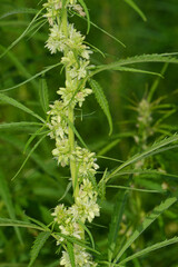Kulturhanf,  Hanf, Cannabaceae, Cannabis sativa