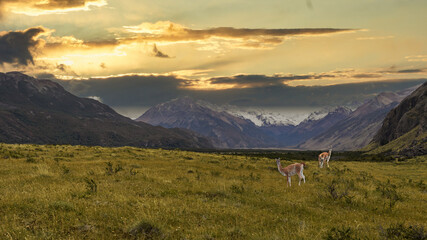 Patagonia, Argentina, showcases golden grasslands, grazing guanacos, dramatic cloud-filled skies, and majestic snow-capped mountains, creating a tranquil and picturesque natural setting.