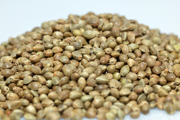 Kulturhanf,  Hanf, Cannabaceae, Cannabis sativa