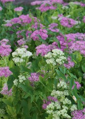 Sedum pink flowers in a garden