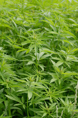 Kulturhanf,  Hanf, Cannabaceae, Cannabis sativa