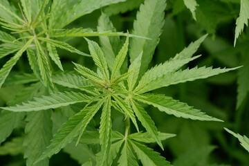 Kulturhanf,  Hanf, Cannabaceae, Cannabis sativa