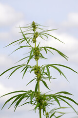 Kulturhanf,  Hanf, Cannabaceae, Cannabis sativa