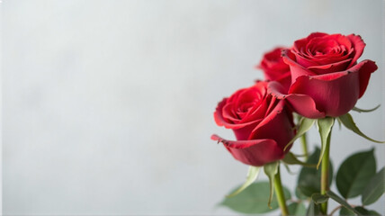 Fototapeta premium red roses